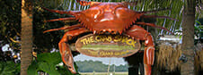 Group Restaurants in Savannah, GA The Crab Shack